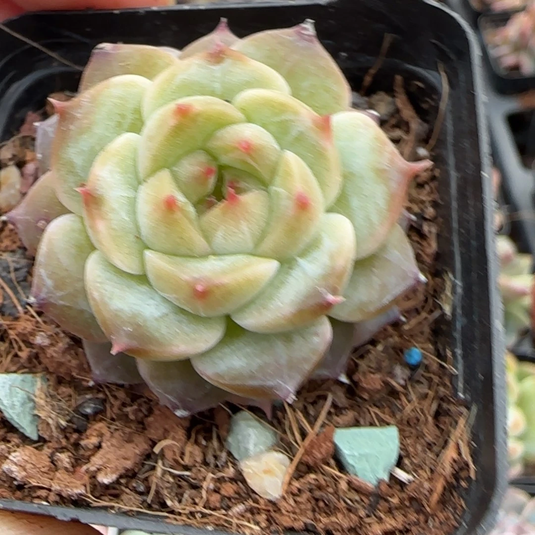 小卡拉米糖心一物一拍