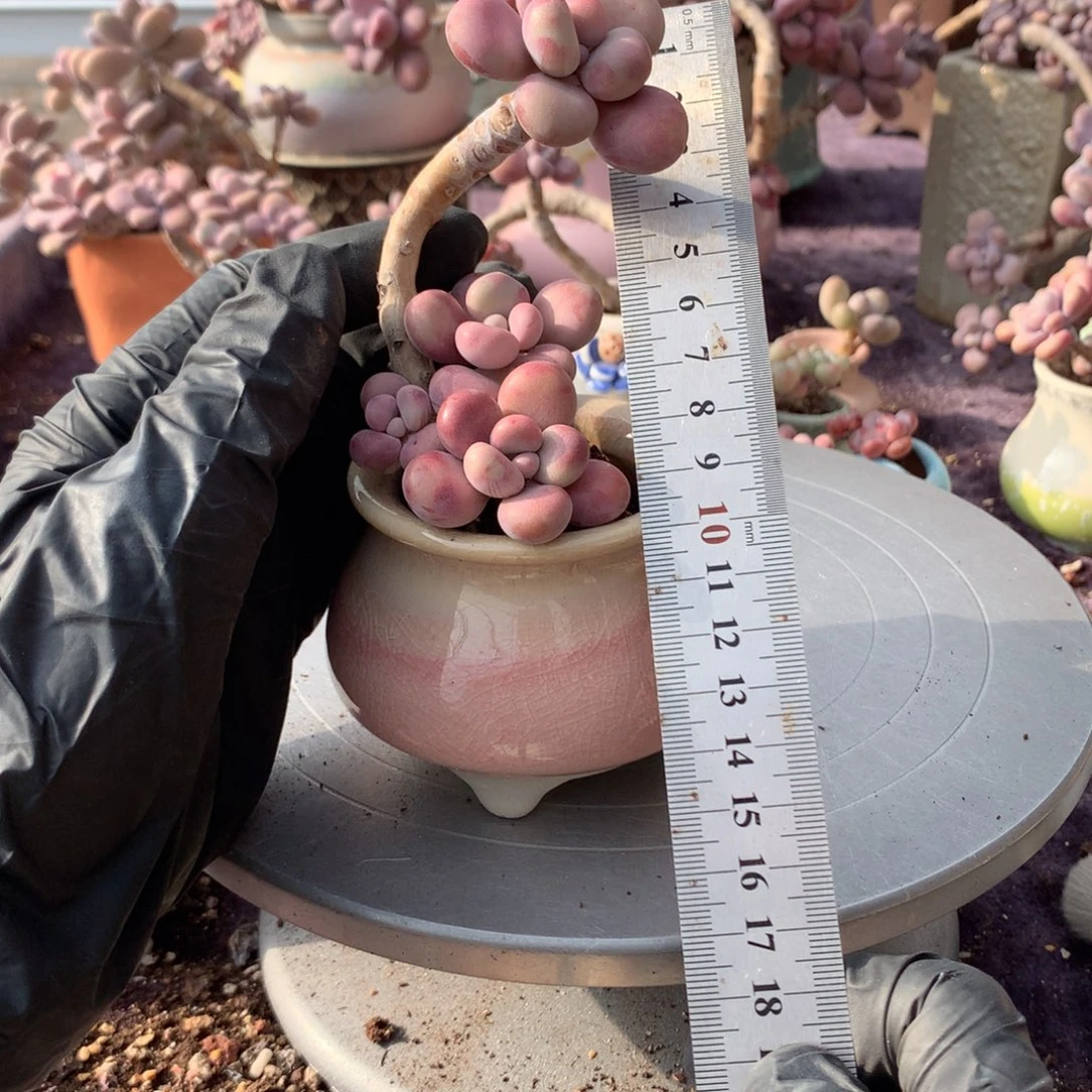 25号带盆偏远地区不包邮的