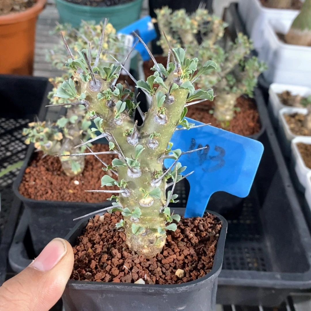 格思龙骨葵多肉植物