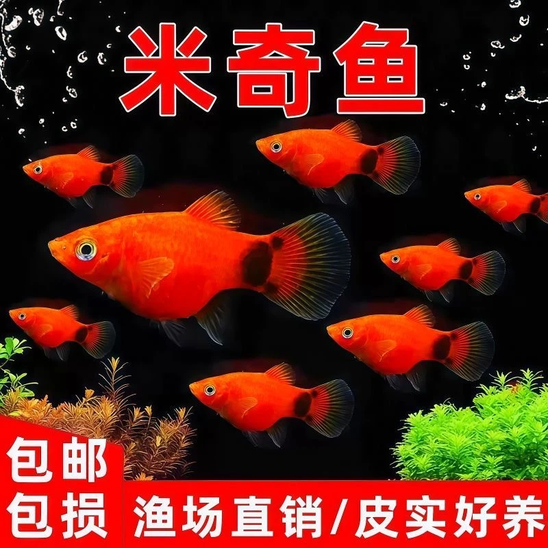 米奇鱼月光鱼胎生鱼好看小型精品好养活观赏鱼混养热带鱼新手包邮