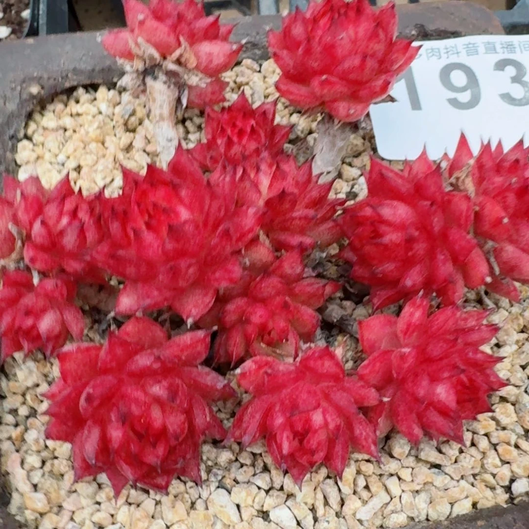 流星雨         精品多肉