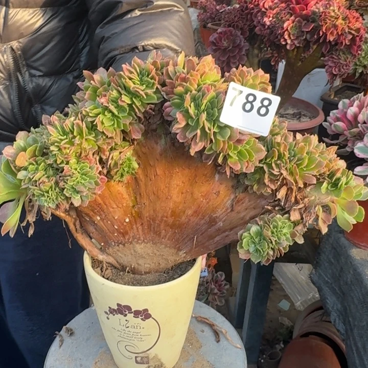 香妃法师锦缀化788