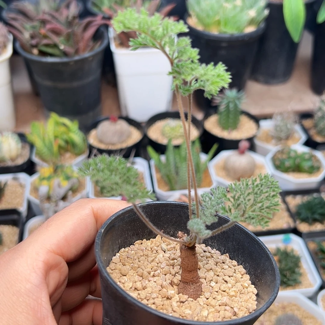枯木洋葵    一颗