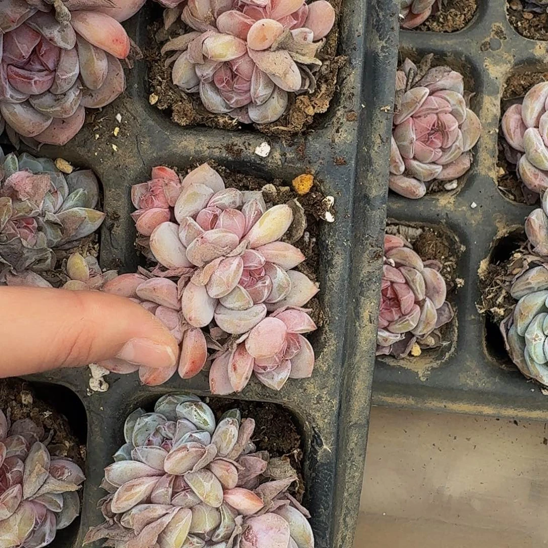 ?****ღ哈哈哈哈哈哈哈