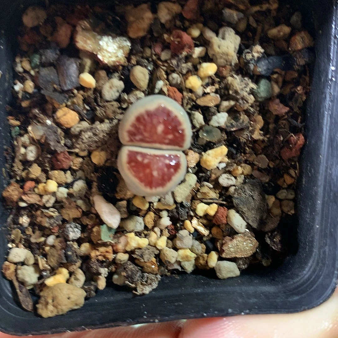G433多肉植物保护研究所