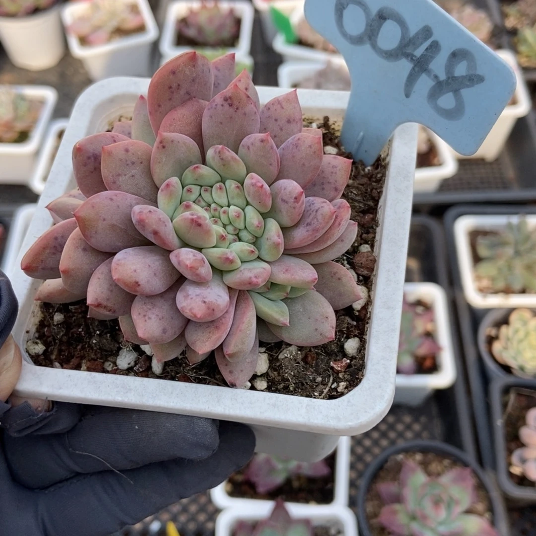 6048爱丽儿缀多肉植物