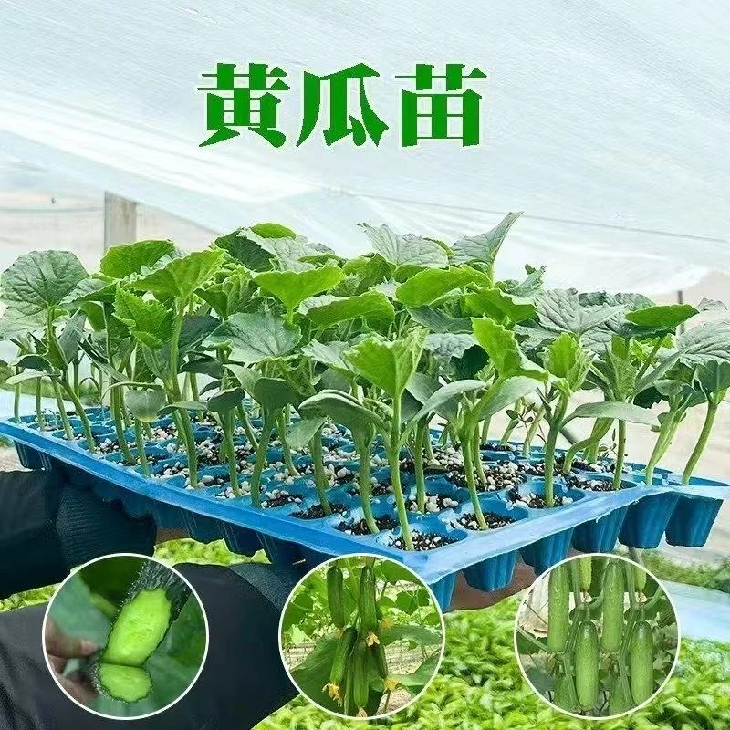 黄瓜苗水果黄瓜苗绿瓤黄瓜秧苗脆甜高产密刺青瓜阳台盆栽蔬菜秧苗