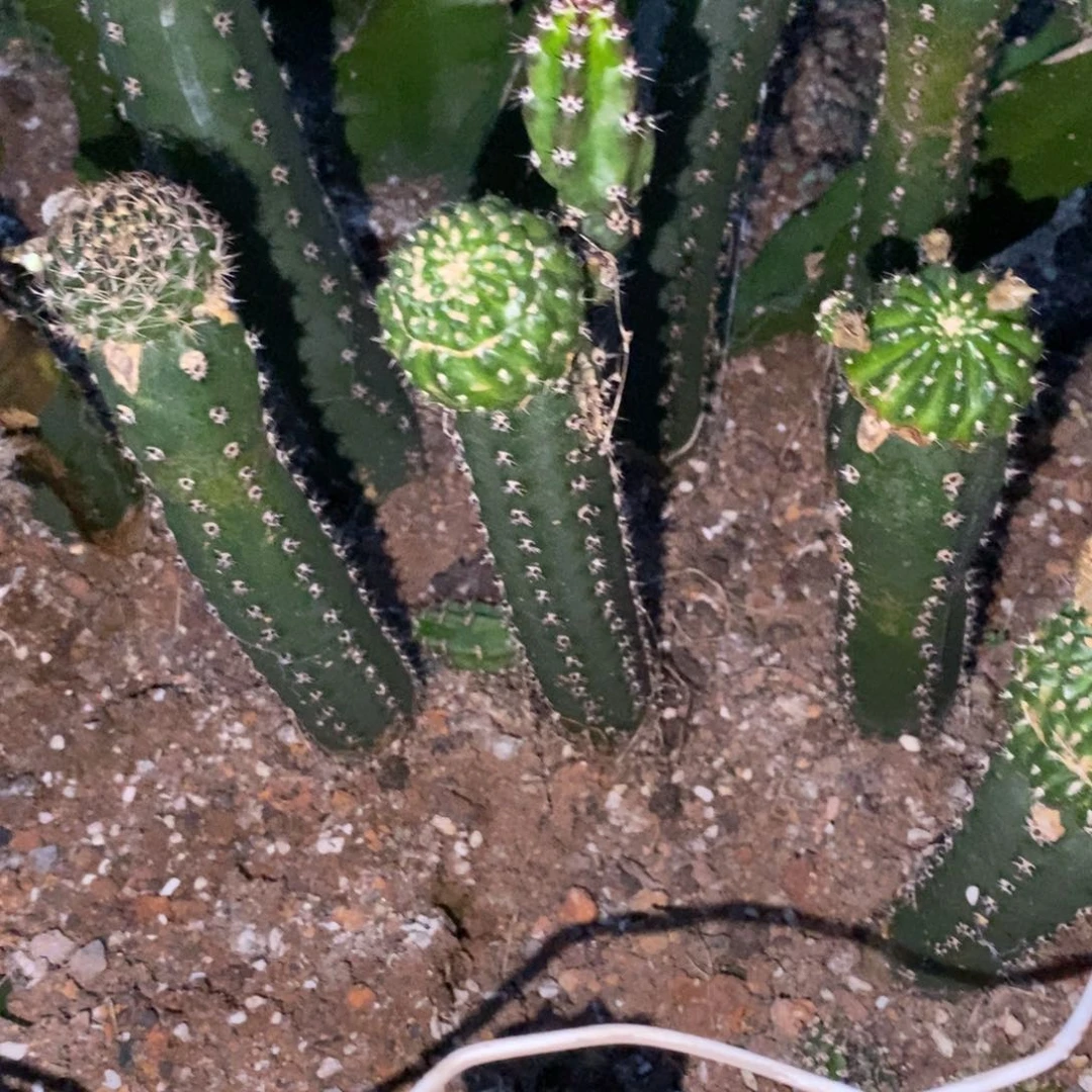 新品丽花L19绣谱母本带花苞