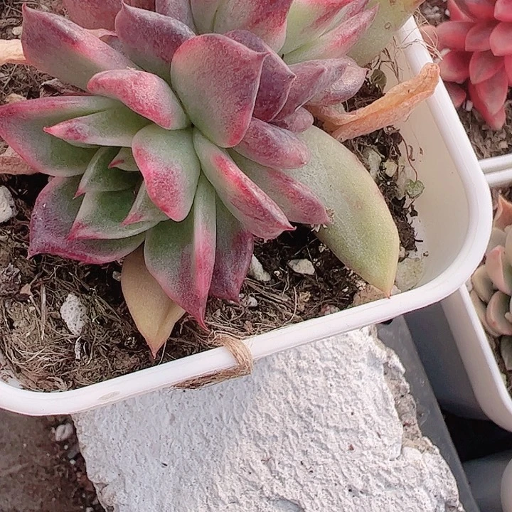 D****多肉植物多肉植物