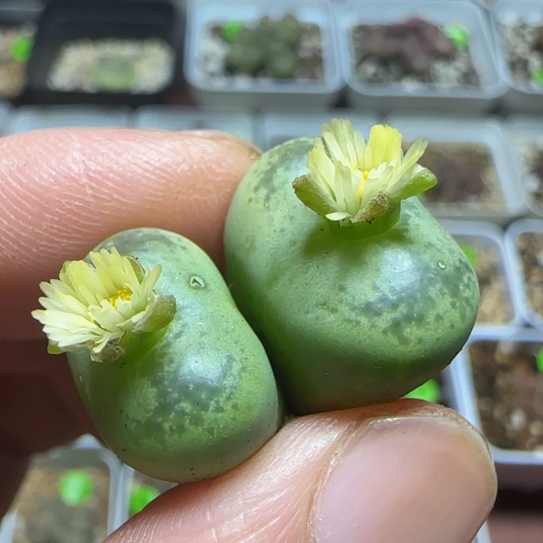 杂交漂亮多肉植物144