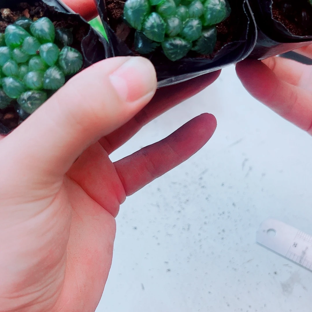 孔明灯姬玉露多肉植物