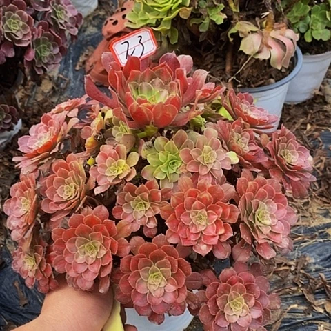 彩虹糖老桩捧花23号