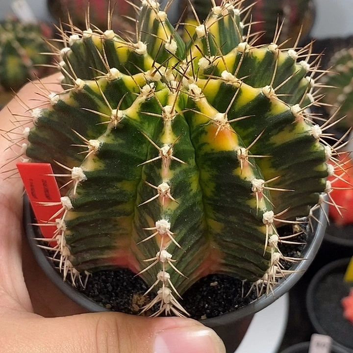 泰系全品米哈—带盆土发货28