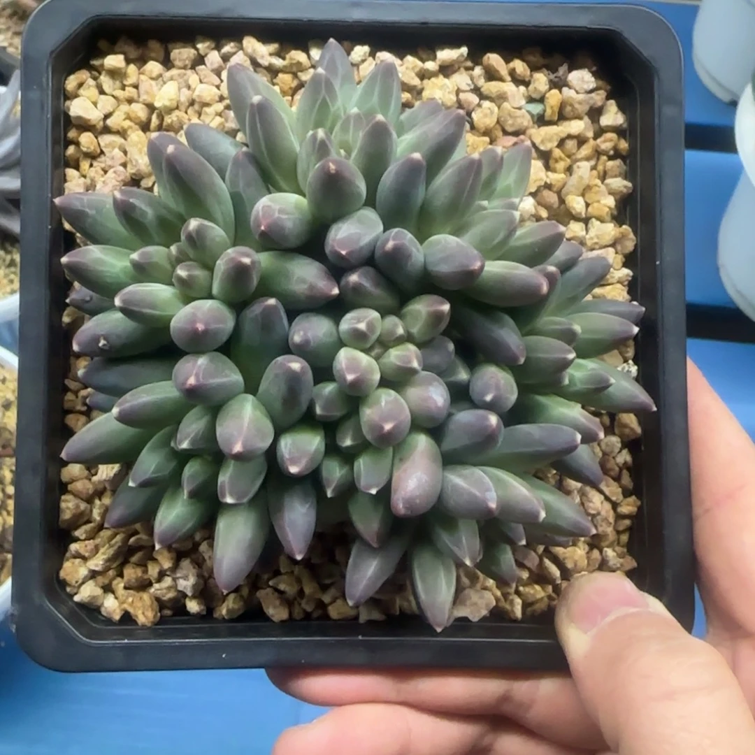 紫体伊卡鲁斯，发货点延迟