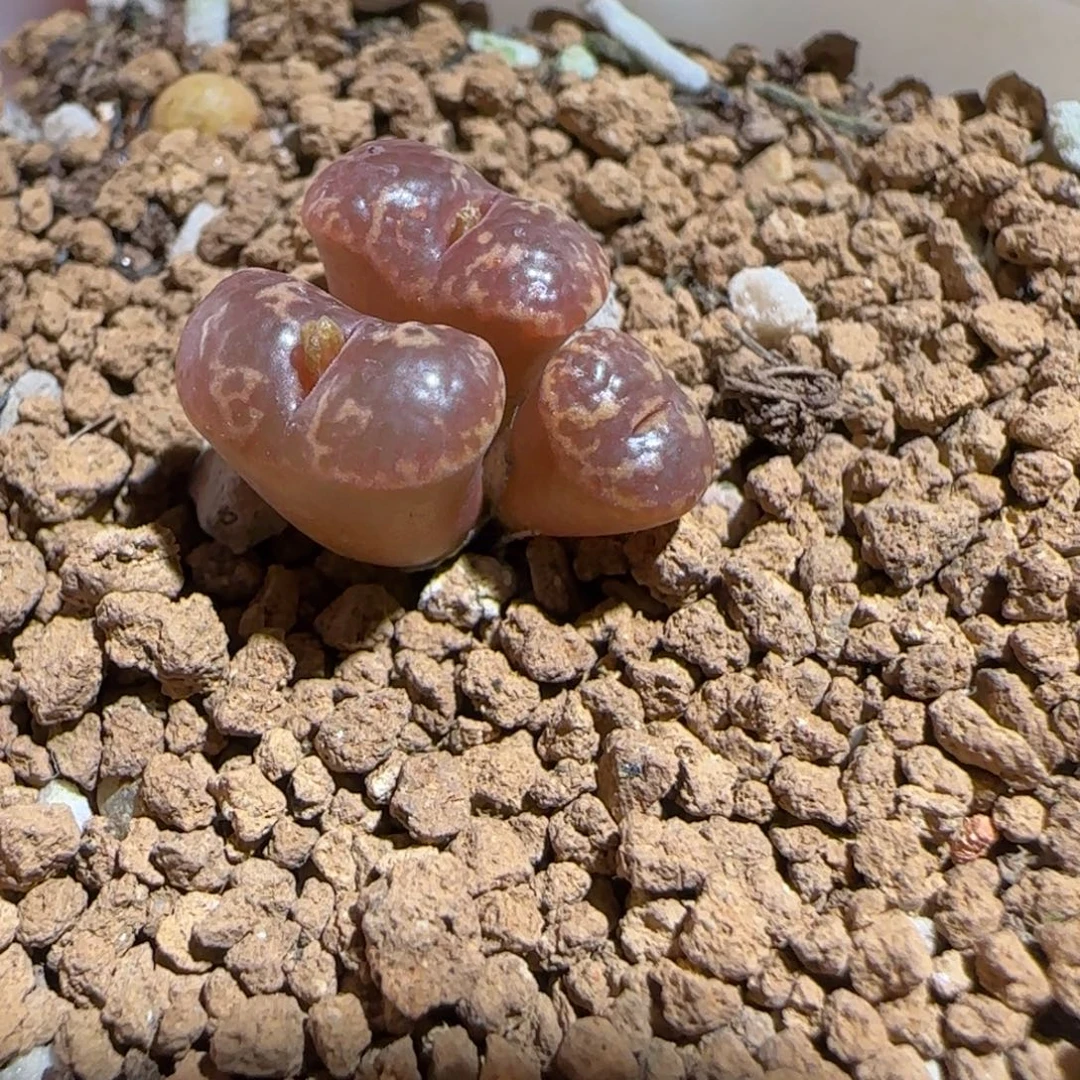 肉锥多肉植物组合-勋章1190