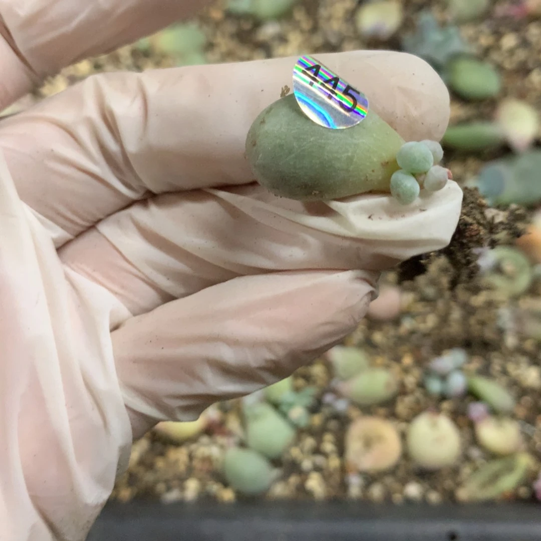 米可奶酪多头 4457 00