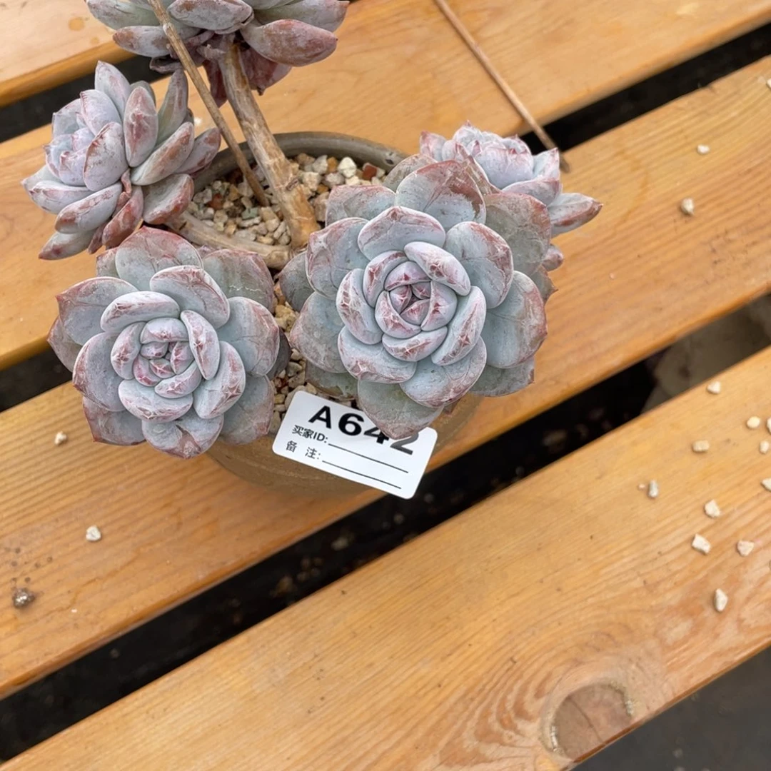 @***惜A642静好多肉园艺