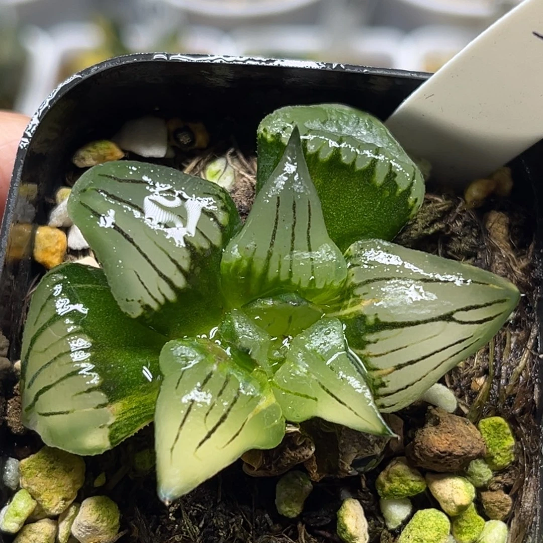 55云窗红纹寿锦福利专场