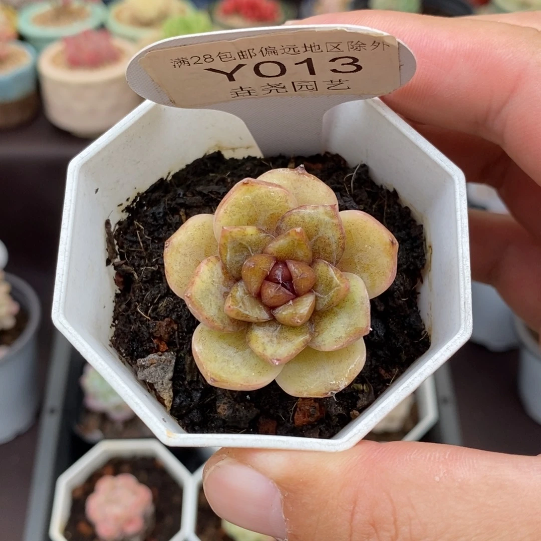 0013 巧克力慕斯 3.5cm