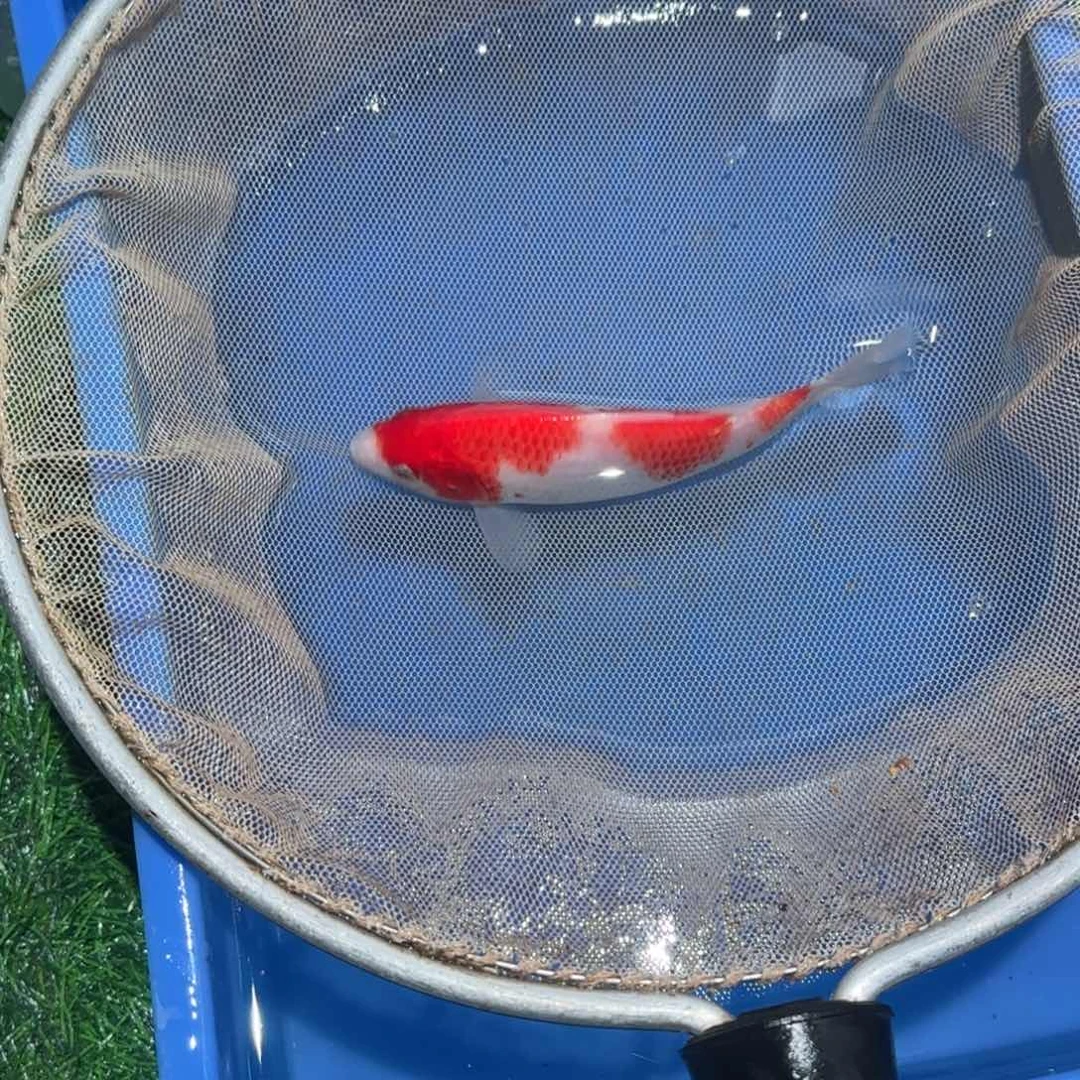 漫***者锦鲤锦鲤观赏鱼锦鲤