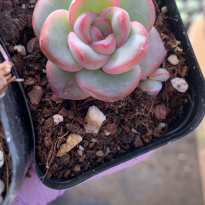 泡芙 3颗  包邮 多肉