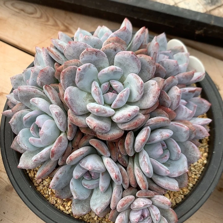 多肉植物石榴籽星影