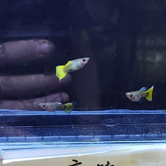 孔雀鱼23黄金玻璃猫三条