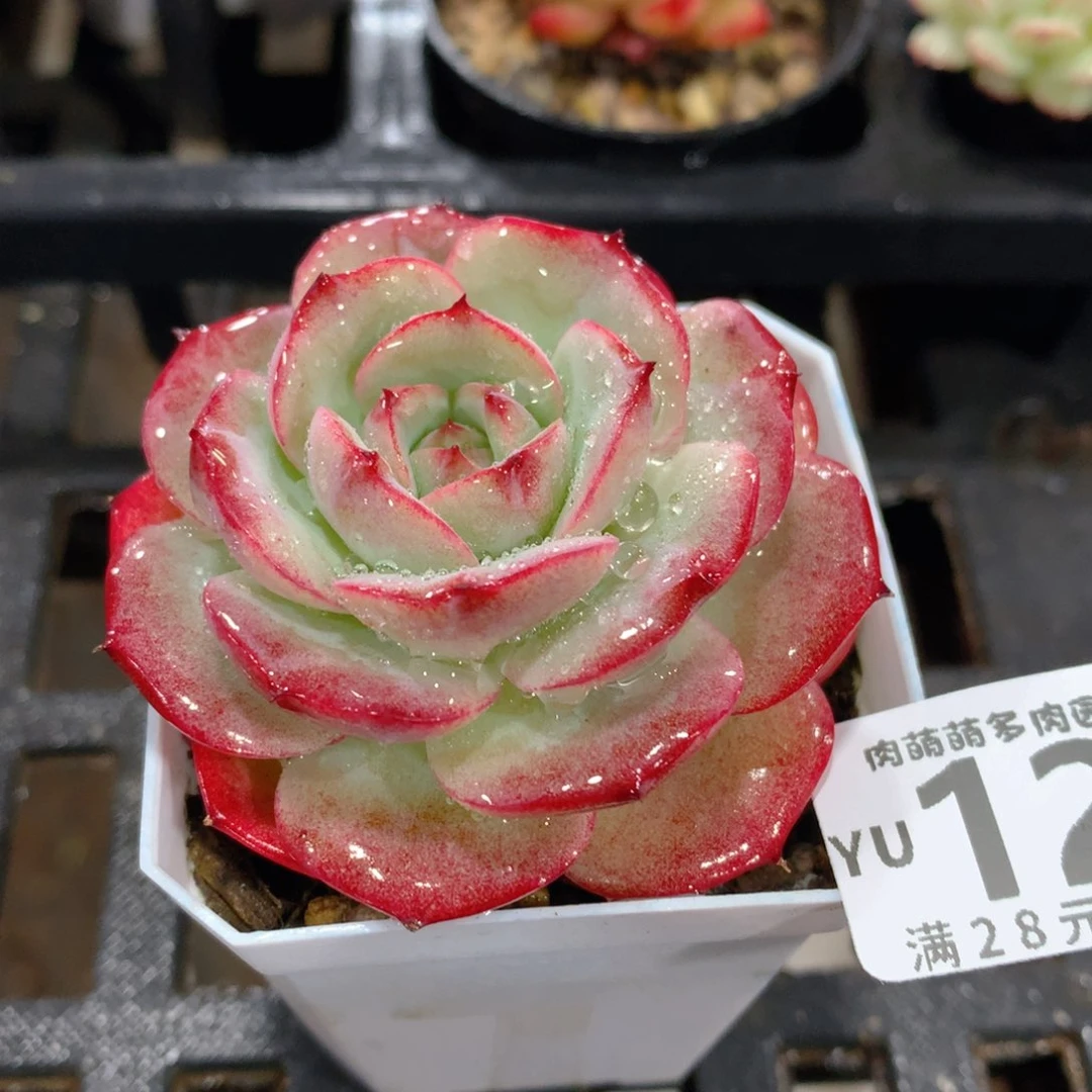 肉萌萌拇指盆精控多肉YU129