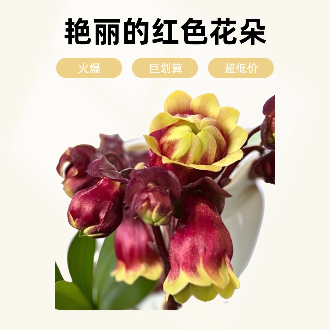 长寿花宫灯长寿盆栽植物庭院阳台