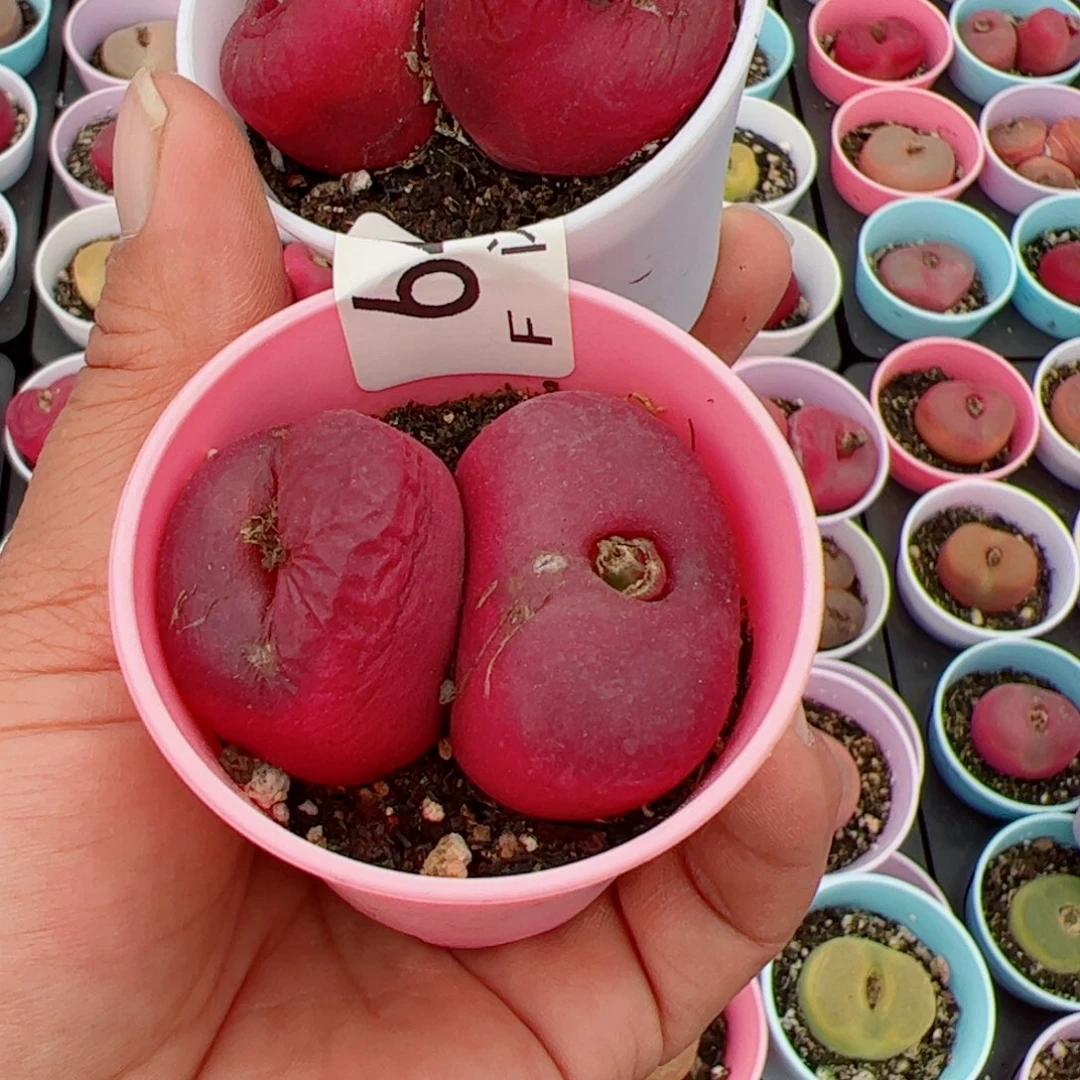 ?***、我很喜欢这个F64