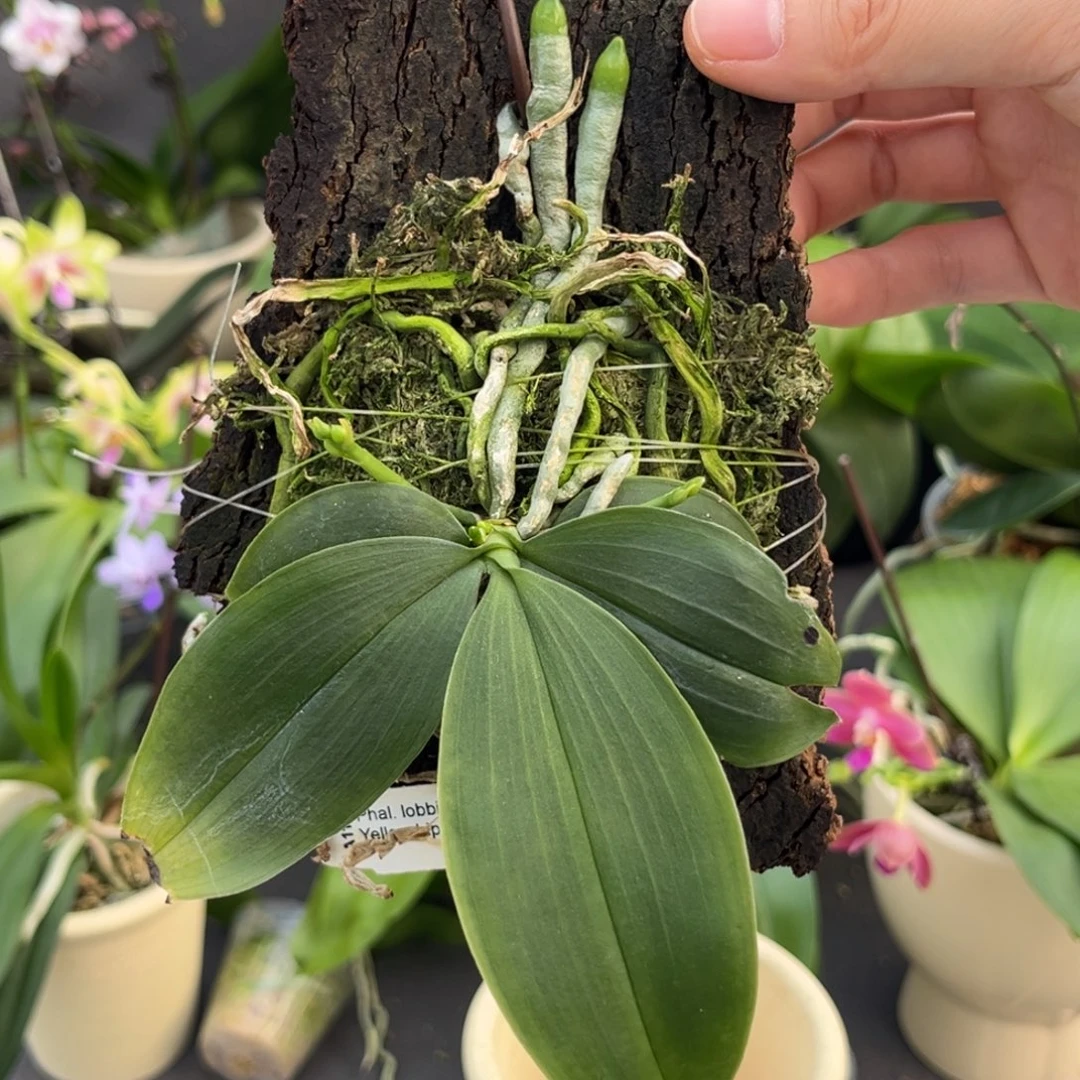 无花朵板值洛比兔苗