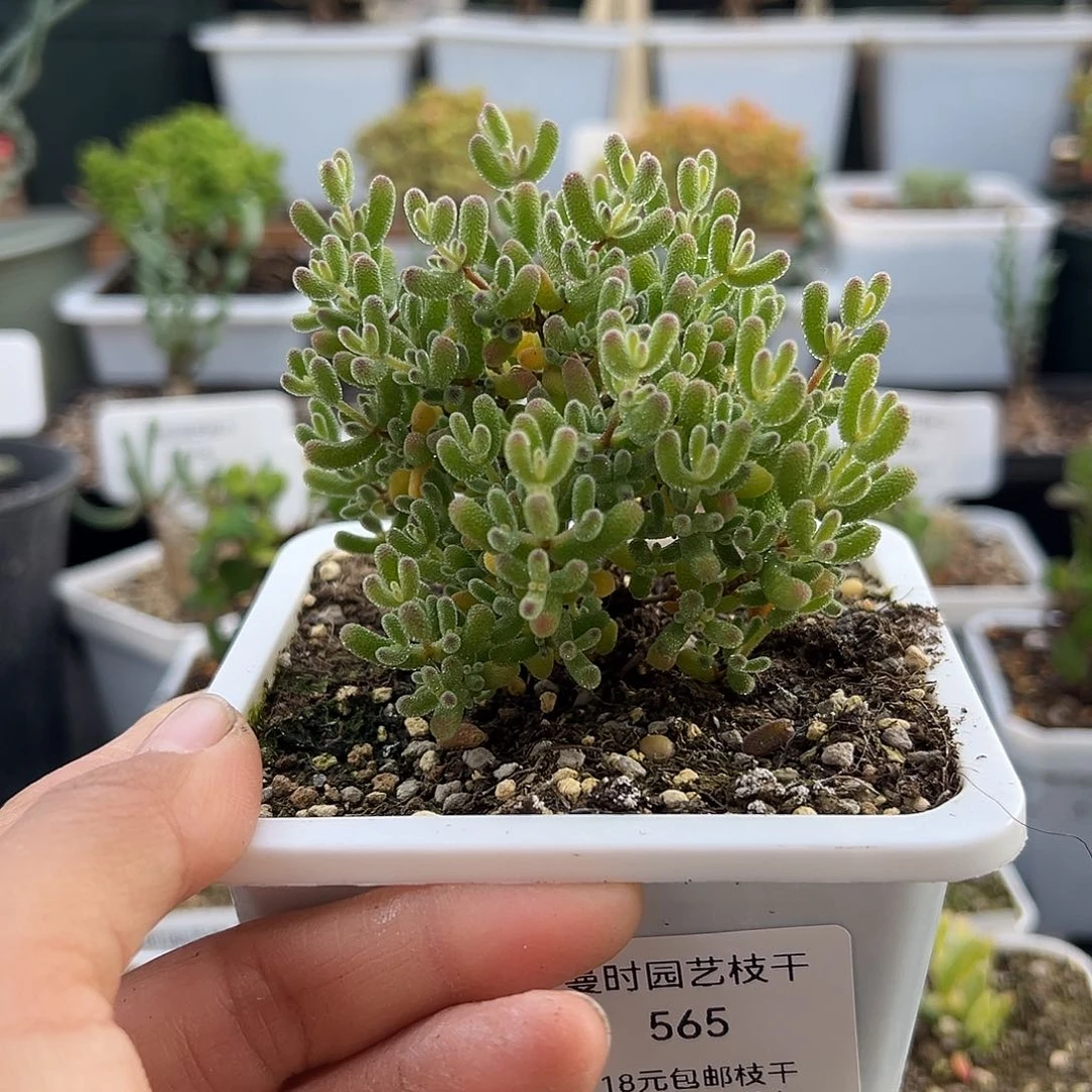565号大冰糖12.14多肉