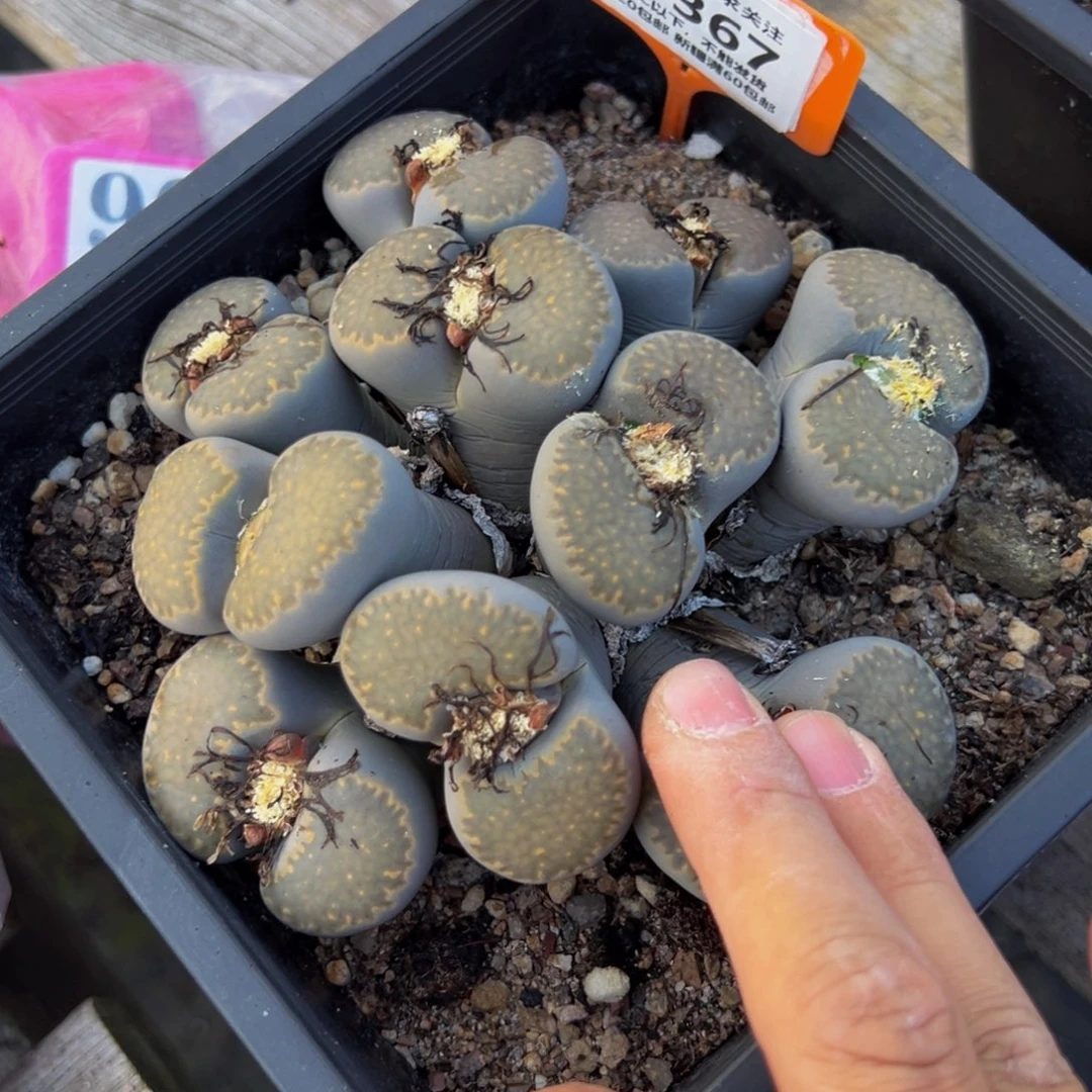 367 一物一拍，默认有伤，介意勿拍，不退不换