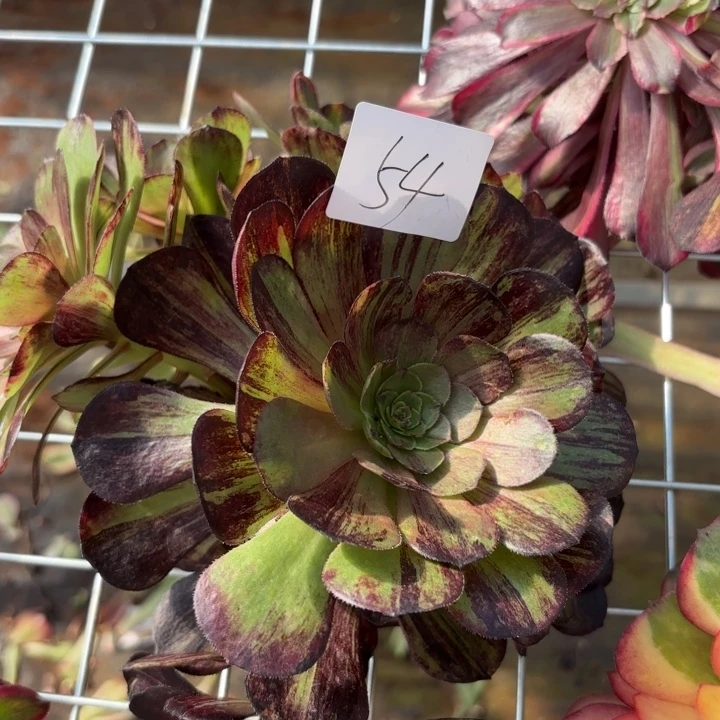 无花朵054特价墨染无根无售后