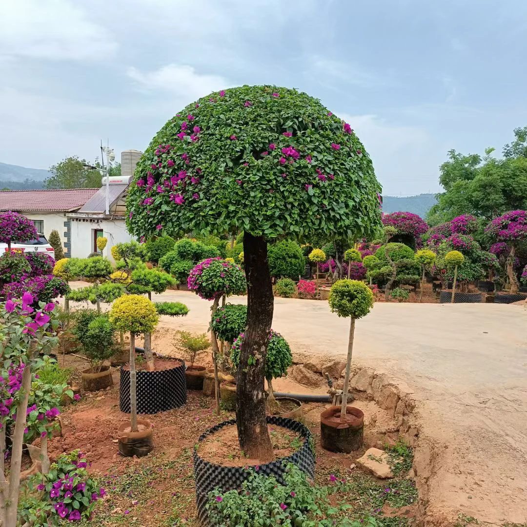 三角梅老桩运输途中落花落叶打焉属于正常状态介意慎拍