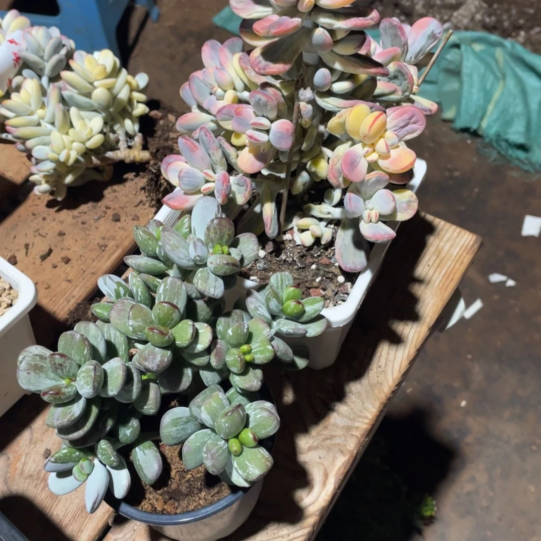 浅***唇淘多肉植物两个