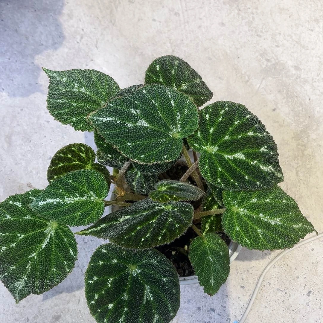 完全开放绿丝绒秋海棠