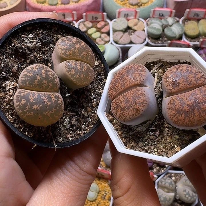 生石花1211111。   97