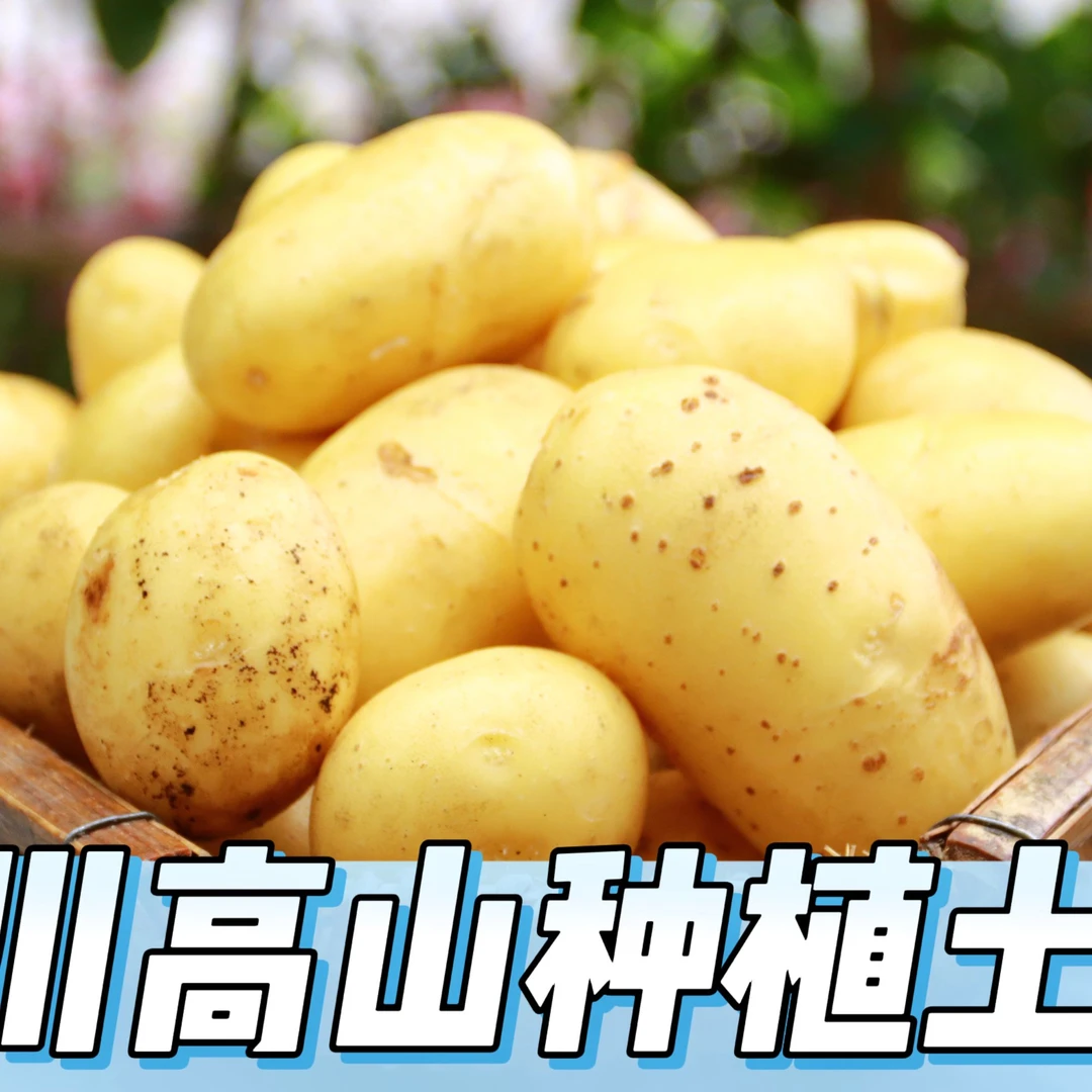 【汶川本地】自家种植高山土豆【运费贵介意勿拍】