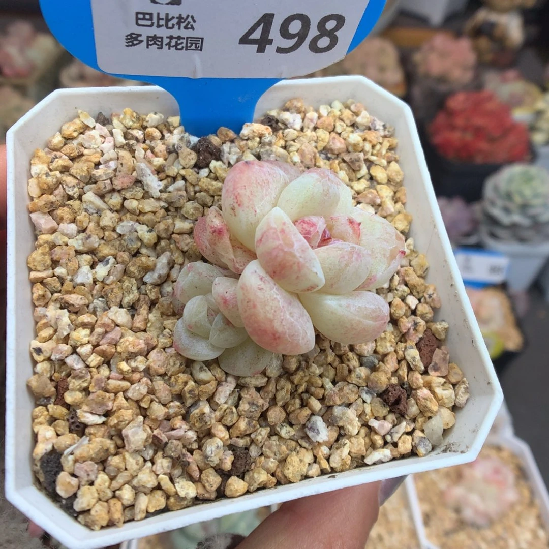 498冰玉石化多肉植物