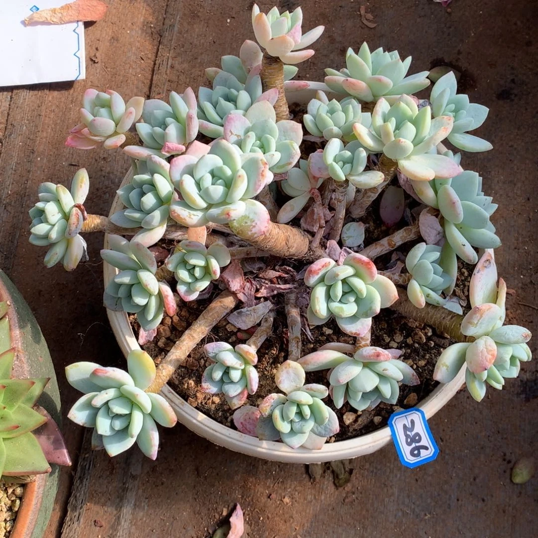 286冷香 一物一拍多肉