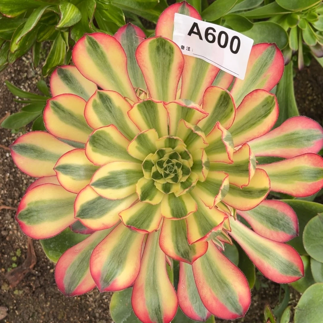 爱丽丝法师多肉植物