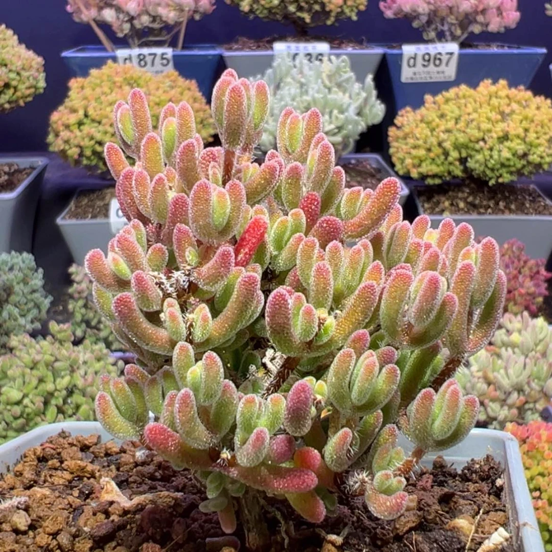 【闪购商品】D****！d972实生晶荧枝干番杏