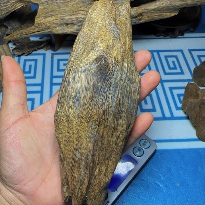 木质母树绿奇陆河包头63克