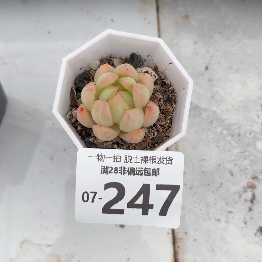 麦秆单头多肉多肉
