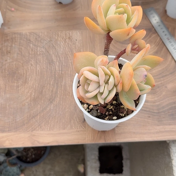 落***尘白凤多肉植物一颗