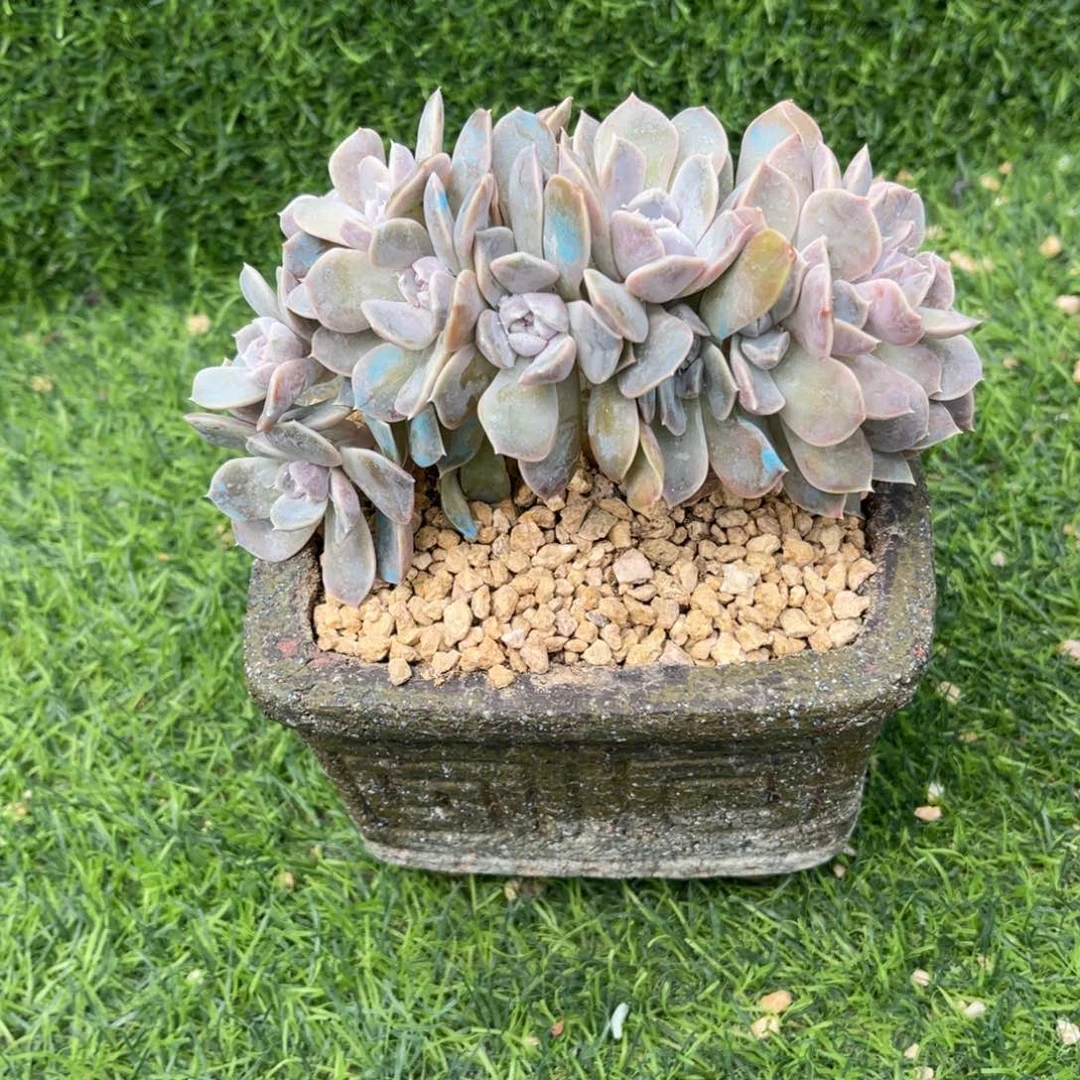 汉堡朵朵小树粗腿多肉