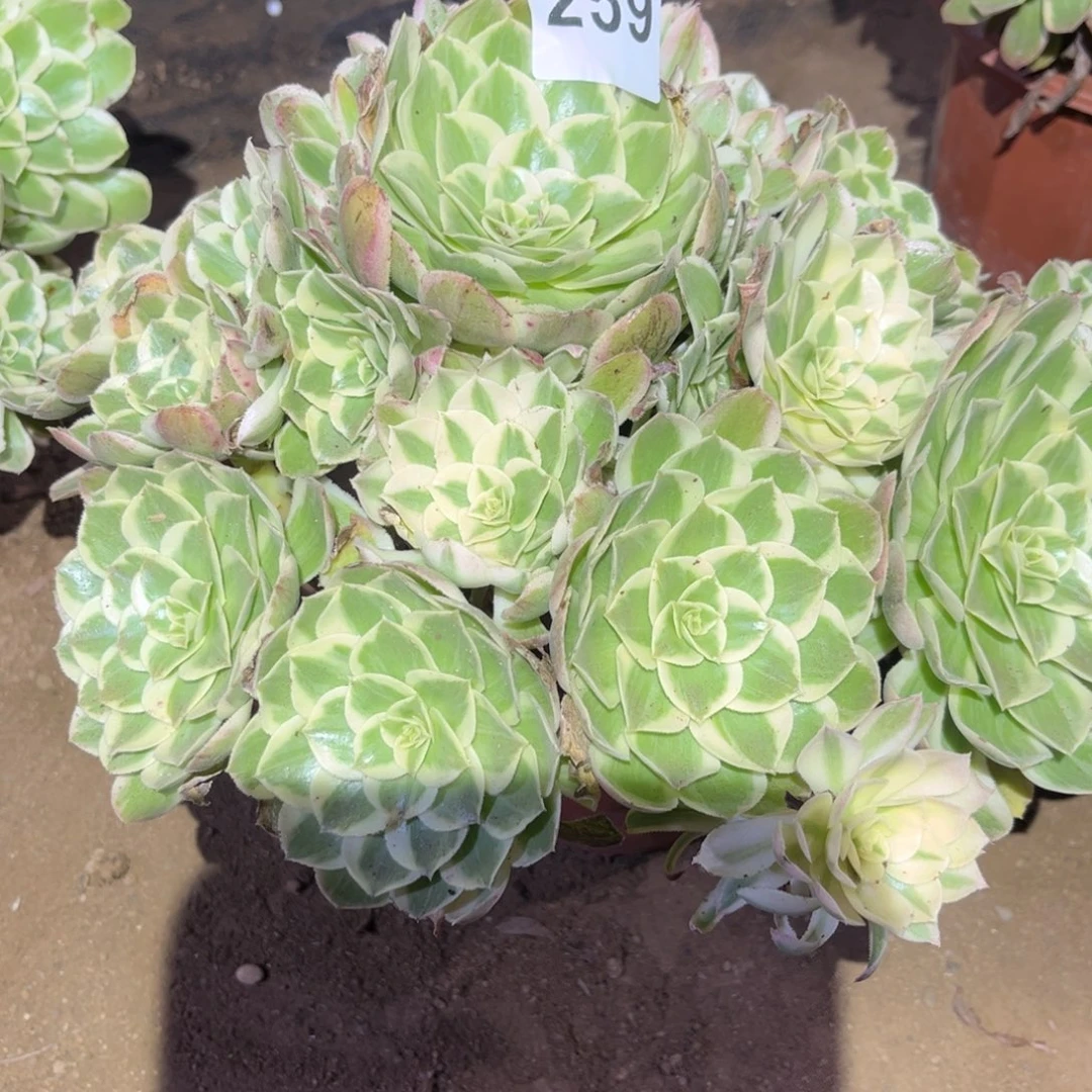 西施多肉法师259号法师