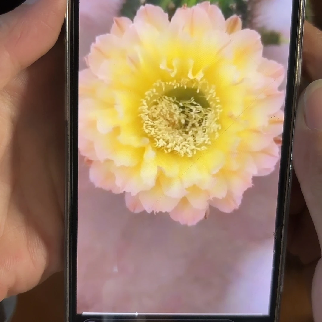 彩草青青20号6.5公分左右
