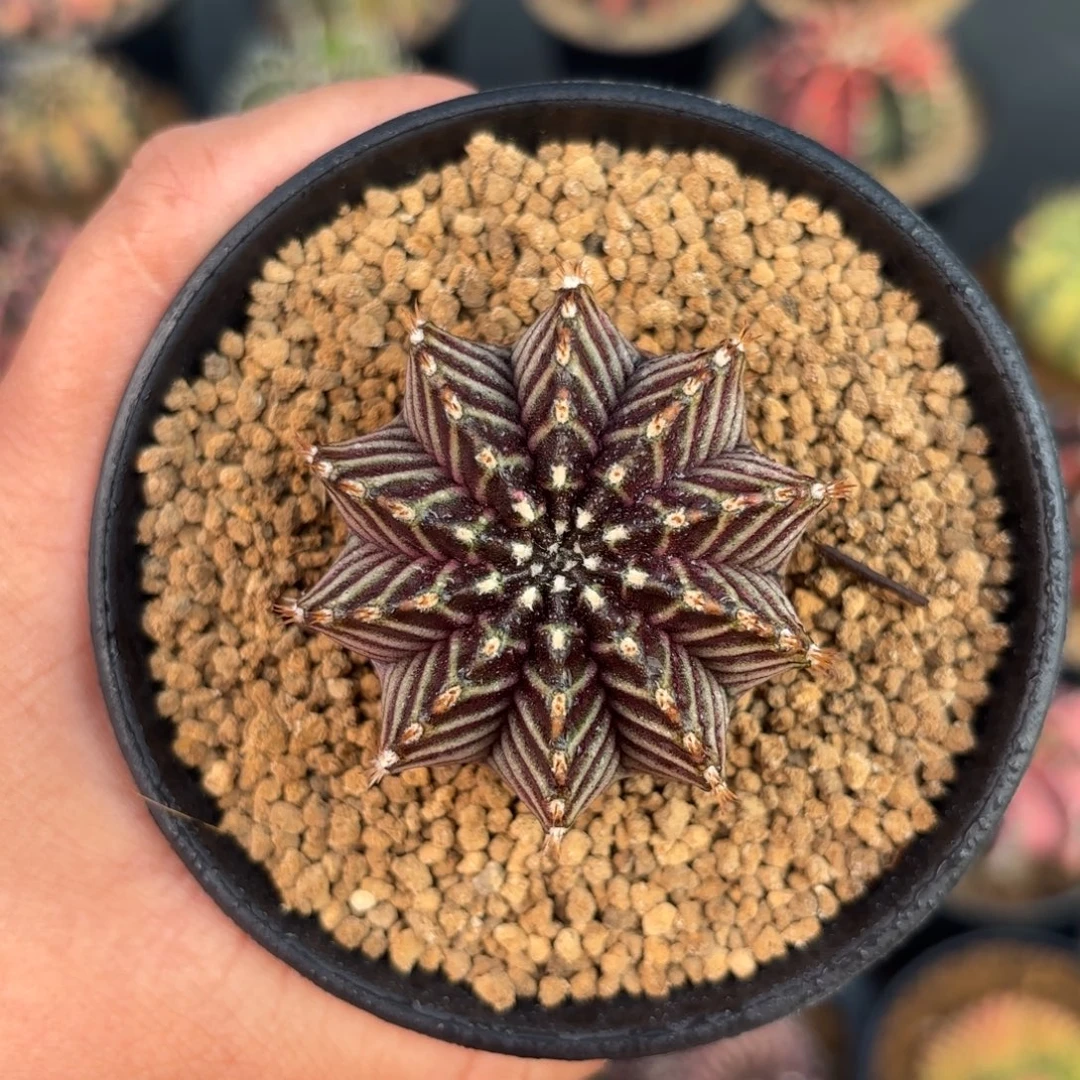 泰系米哈实生仙人球313